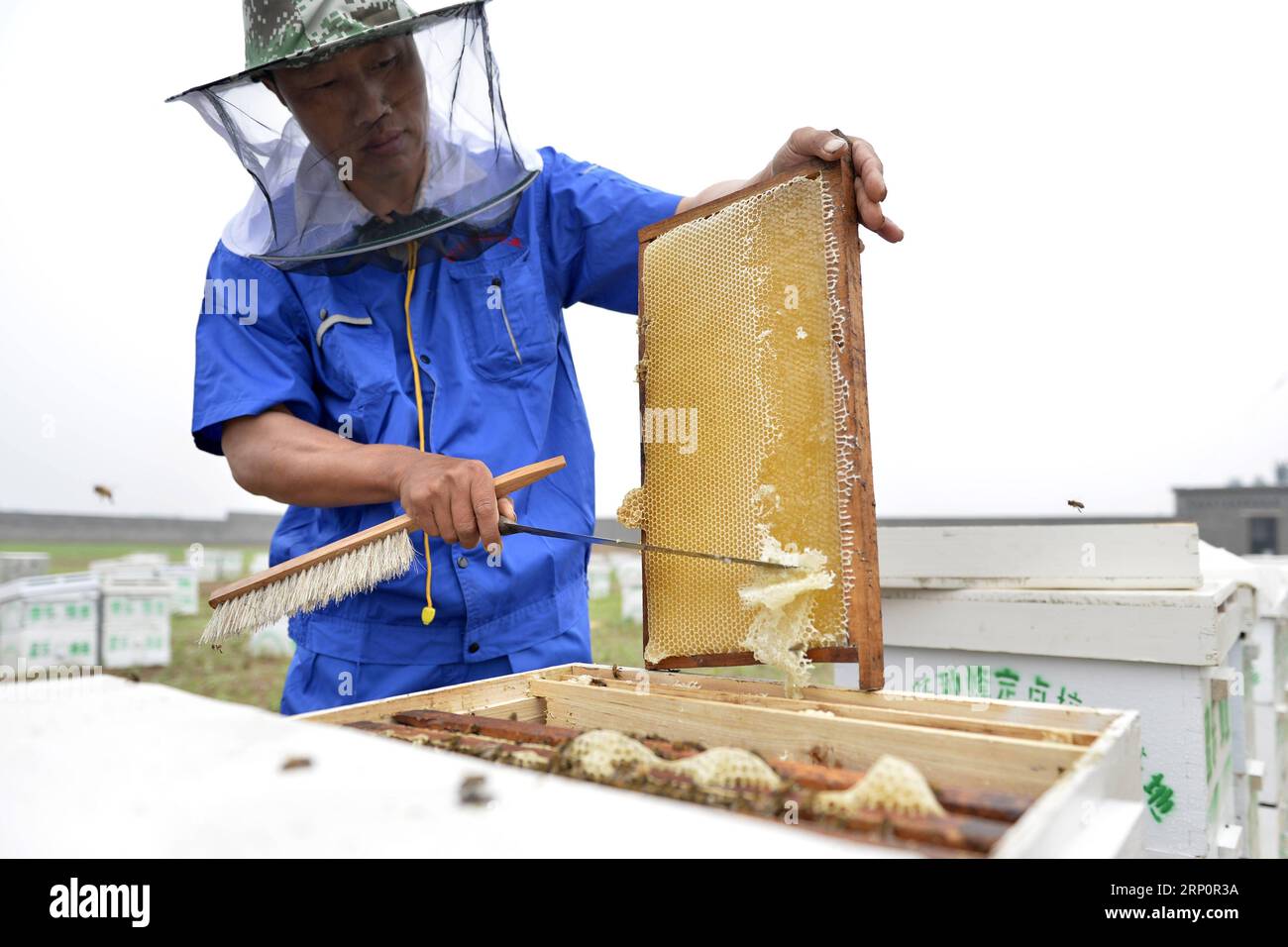 (180522) -- XINGTAI, 22. Mai 2018 -- Ein Arbeiter sammelt Honig in einer Firma im Longyao County, nordchinesische Provinz Hebei, 22. Mai 2018. Der Jahresumsatz von Honig und verwandten Produkten in Longyao beläuft sich auf über 6,28 Millionen US-Dollar. )(mcg) CHINA-HEBEI-XINGTAI-HONEY (CN) MuxYu PUBLICATIONxNOTxINxCHN Stockfoto