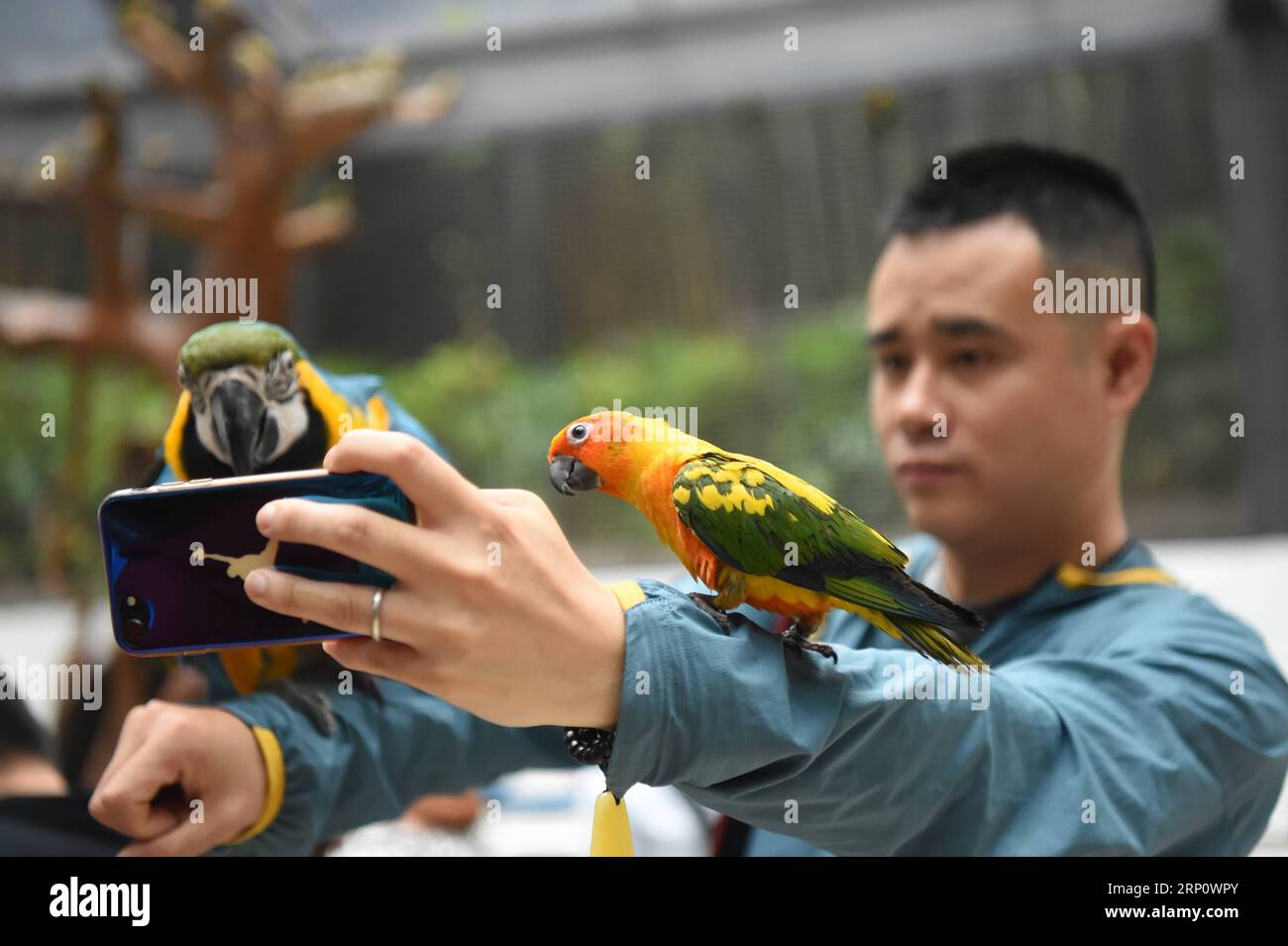 (180527) -- CHONGQING, 27. Mai 2018 -- Ein Besucher nimmt Selfies mit Papageien auf, die in einer Voliere im Chongqing Zoo im südwestchinesischen Chongqing gehalten werden, 27. Mai 2018. Die Voliere mit mehr als 600 Papageien von mehr als 30 Arten hat hier am Sonntag eröffnet und bietet Besuchern interaktive Erlebnisse. ) (LB) CHINA-CHONGQING-PARROT GARDEN-OPEN (CN) TangxYi PUBLICATIONxNOTxINxCHN Stockfoto