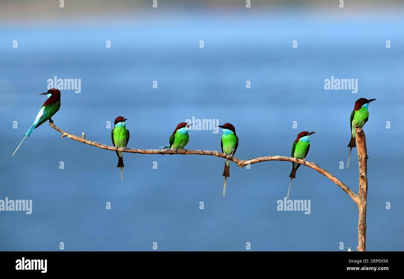 (180528) -- FUZHOU, 28. Mai 2018 -- Blaukiefer-Bienenfresser sitzen auf einer Zweigstelle in Luxia, Stadt Nanping, südöstliche chinesische Provinz Fujian, 25. Mai 2018. ) LB) CHINA-FUJIAN-ENVIRONMENT-WILD BIRD (CN) MeixYongcun PUBLICATIONxNOTxINxCHN Stockfoto