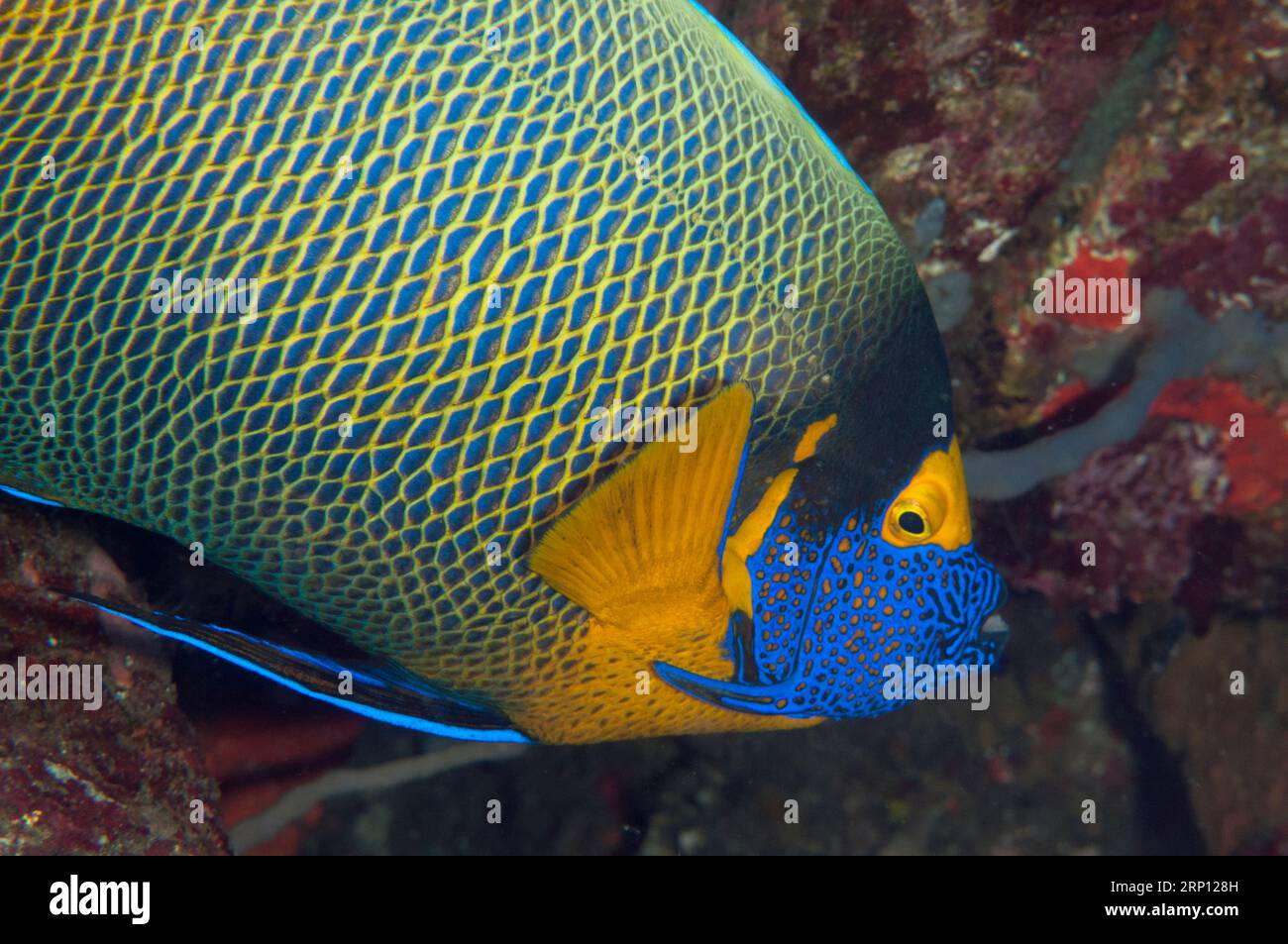 Yellowmask Angelfish, Pomacanthus xanthometopon, Pyramiden Tauchplatz, Amed, Karangasem, Bali, Indonesien Stockfoto