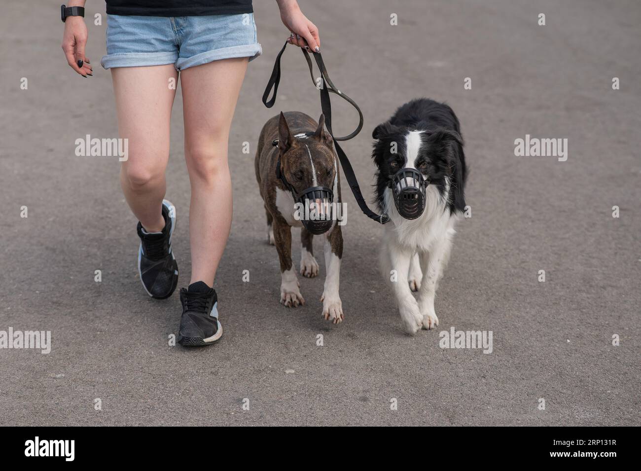 Der Besitzer führt zwei Hunde an der Leine mit einem Maulkorb aus ...