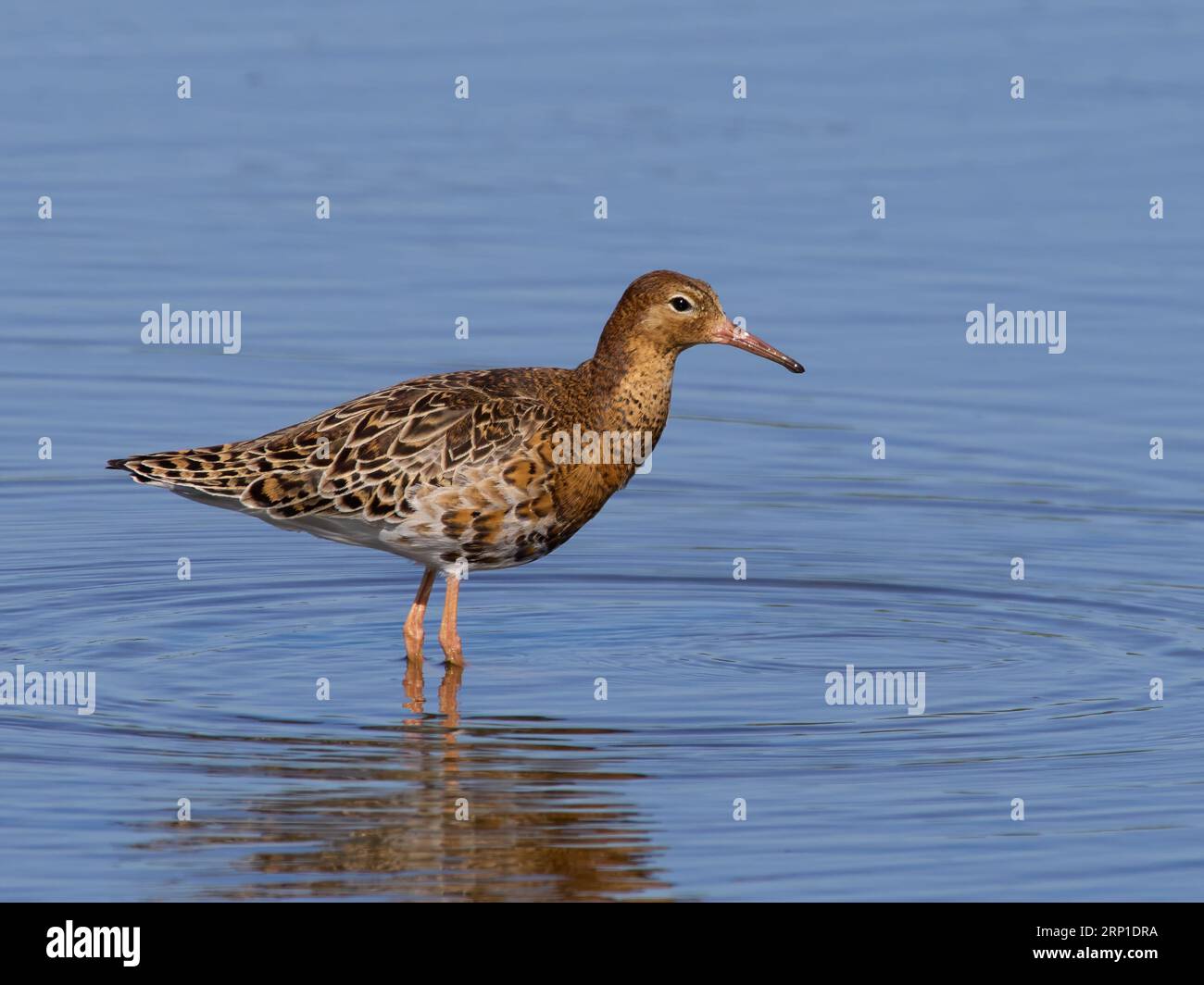 Ruff (Calidris pugnax) in seiner natürlichen Umgebung Stockfoto