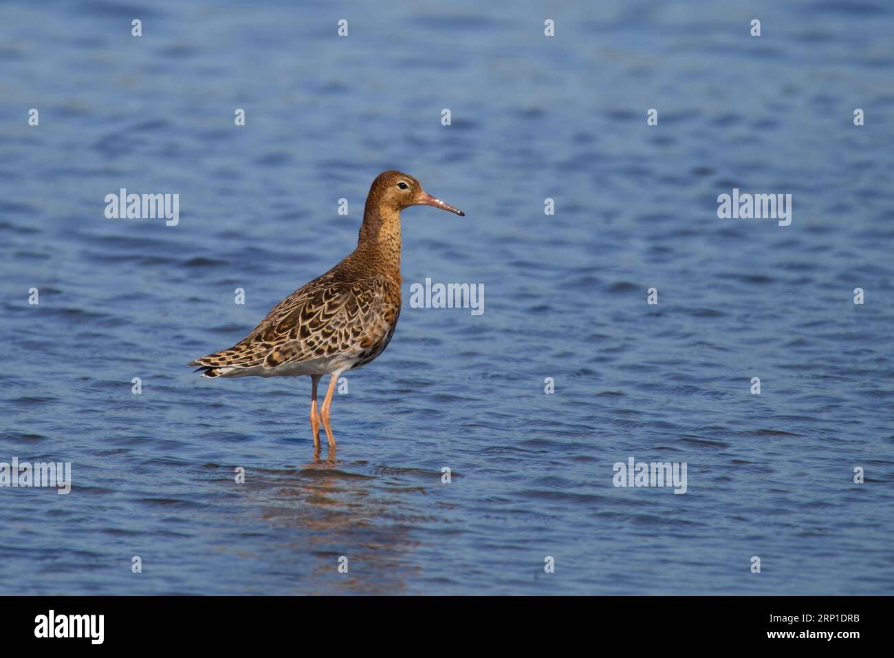 Ruff (Calidris pugnax) in seiner natürlichen Umgebung Stockfoto