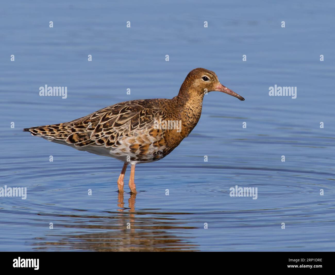 Ruff (Calidris pugnax) in seiner natürlichen Umgebung Stockfoto