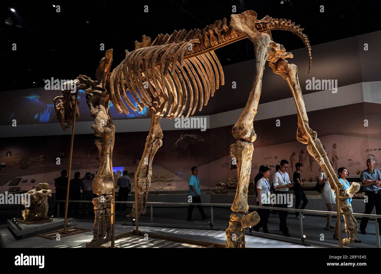 (180629) -- WUHAN, 29. Juni 2018 -- Foto aufgenommen am 29. Juni 2018 zeigt ein Skelett eines prähistorischen Lebens im Kenneth E. Behring River und Life Museum of Wuhan Natural History Museum in Wuhan, Provinz Hubei in Zentralchina. Das Kenneth E. Behring River and Life Museum begann am Freitag eine Probefahrt mit rund 3.000 Exemplaren. )(mcg) CHINA-WUHAN-NATURAL HISTORY MUSEUM (CN) ChengxMin PUBLICATIONxNOTxINxCHN Stockfoto