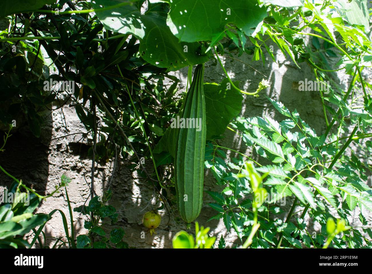 Luffa aegyptiaca, der Schwammkürbis, ägyptische Gurke oder vietnamesische Luffa, ist eine jährliche Rebsorte, die wegen ihrer Früchte angebaut wird und im Süden und Süden beheimatet ist Stockfoto