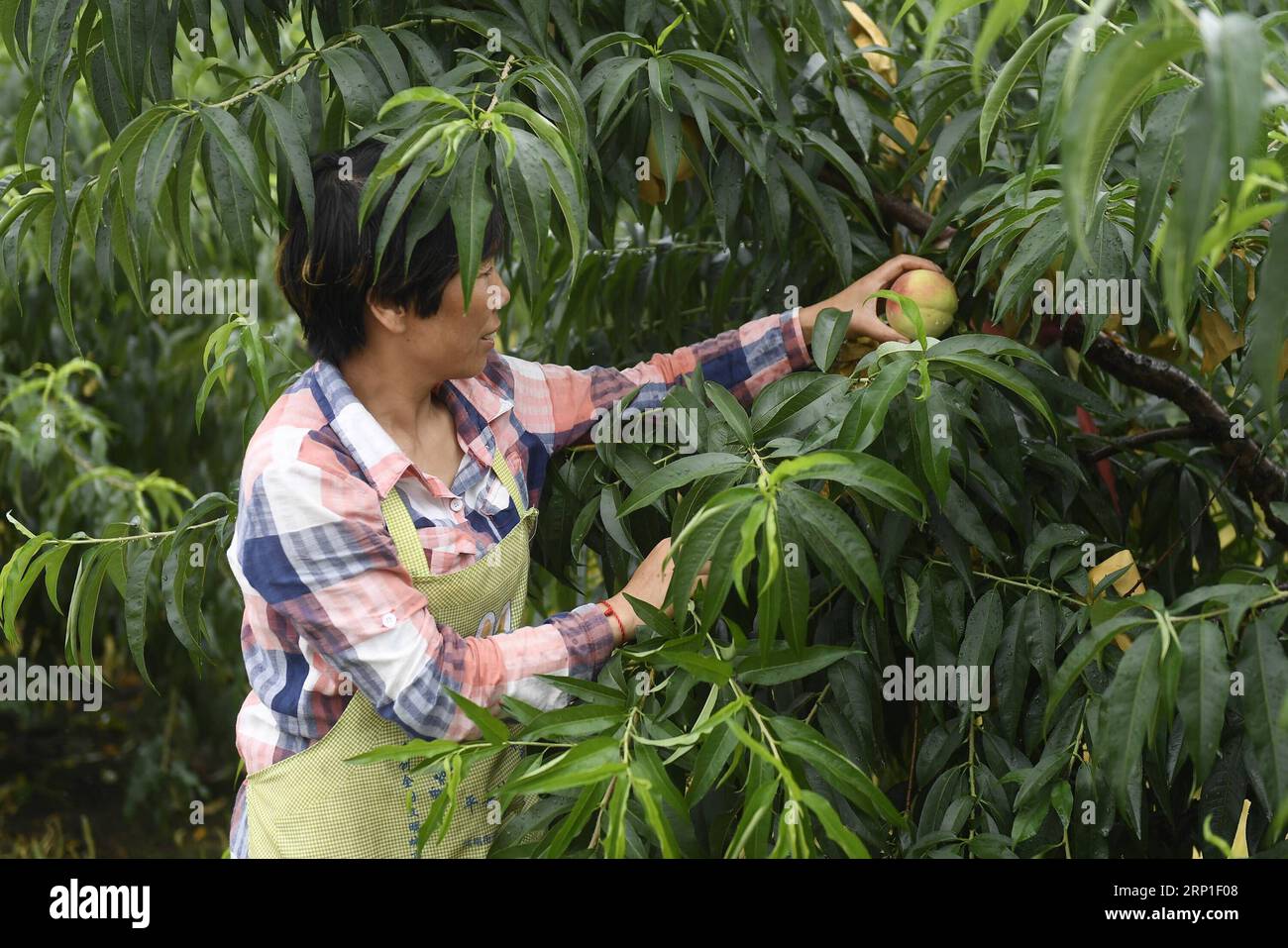 (180701) -- HUZHOU, 1. Juli 2018 -- Farmer Fang Qinlian pickt Pfirsiche in der Miaoxi-Gemeinde des Bezirks Wuxing in Huzhou, ostchinesische Provinz Zhejiang, 1. Juli 2018. Pfirsichqualitätsbeurteilung, Kommissionierung und Malerei fanden am Sonntag auf der Messe statt. )(mcg) CHINA-ZHEJIANG-HUZHOU-PFIRSICHMESSE (CN) HuangxZongzhi PUBLICATIONxNOTxINxCHN Stockfoto