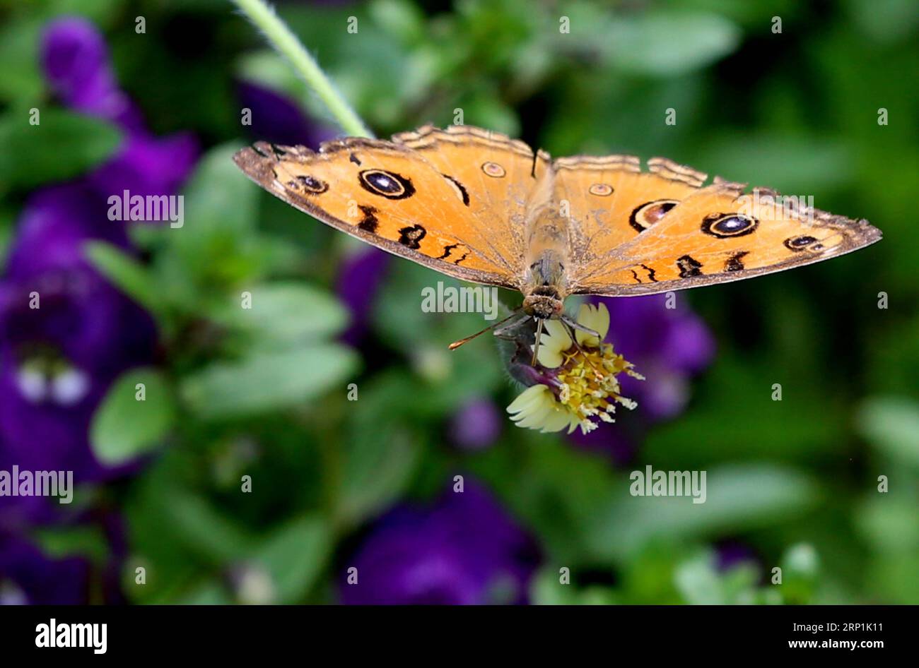 (180710) -- NAY PYI TAW, 10. Juli 2018 -- A Butterfly Collects Pollen from A Flower in Nay Pyi Taw, Myanmar, 10. Juli 2018.U Aung)(yg) MYANMAR-NAY PYI TAW-POLLEN COLLECTION yangon PUBLICATIONxNOTxINxCHN Stockfoto