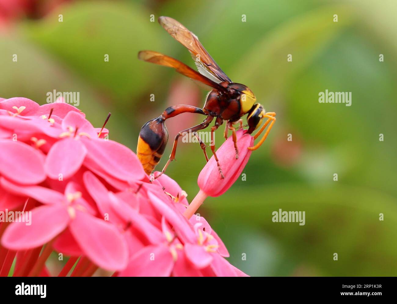 (180710) -- NAY PYI TAW, 10. Juli 2018 -- Eine Wespe sammelt Pollen aus einer Blume in Nay Pyi Taw, Myanmar, 10. Juli 2018.U Aung)(yg) MYANMAR-NAY PYI TAW-POLLENSAMMLUNG yangon PUBLICATIONxNOTxINxCHN Stockfoto