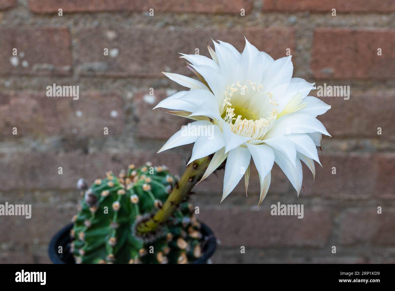 Kaktusblte blht nur einen Tag lang Stockfotografie - Alamy