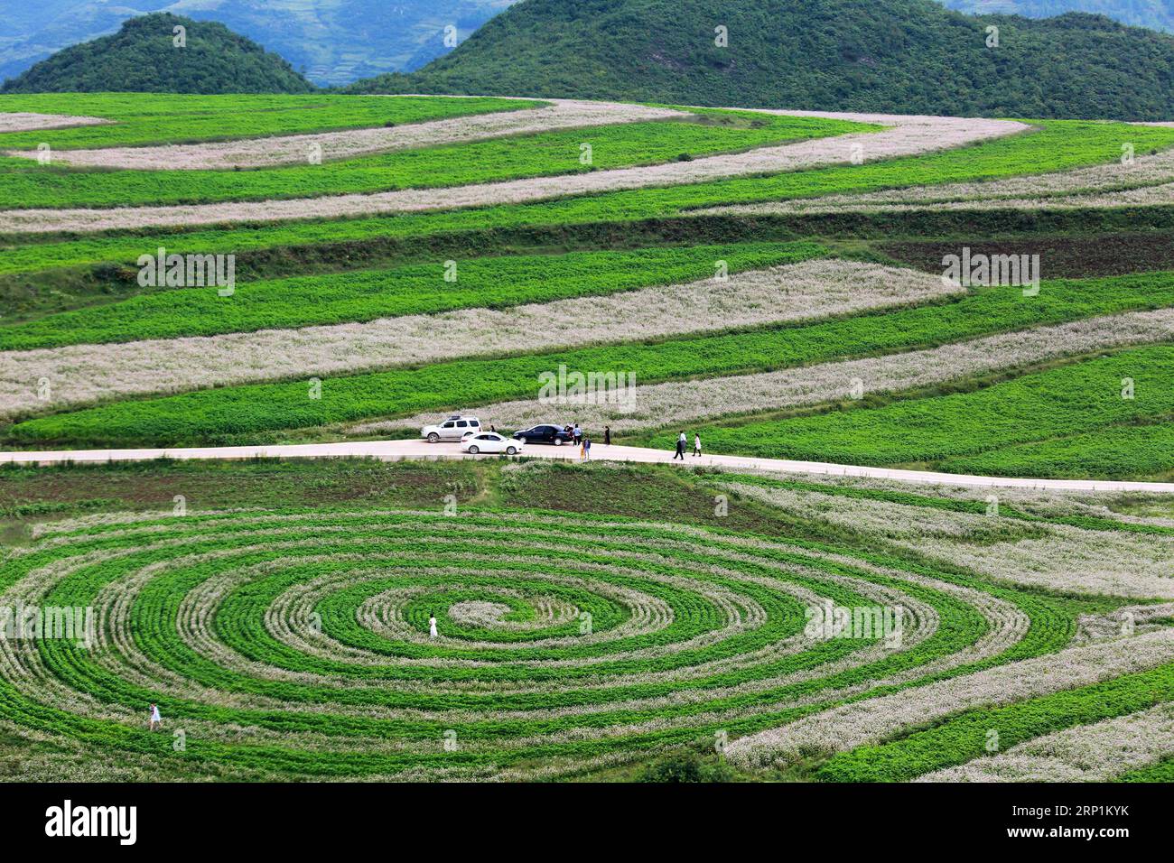 (180713) -- BIJIE, 13. Juli 2018 (Xinhua) -- Touristen besuchen ein Buchweizenfeld im Weining County, südwestchinesische Provinz Guizhou, 12. Juli 2018. Die Landschaft mit Buchweizenblüten zog viele Besucher an. (Xinhua/He Huan)(gxn) CHINA-GUIZHOU-BIJIE-BUCHWEIZEN-LANDSCHAFT(CN) PUBLICATIONxNOTxINxCHN Stockfoto