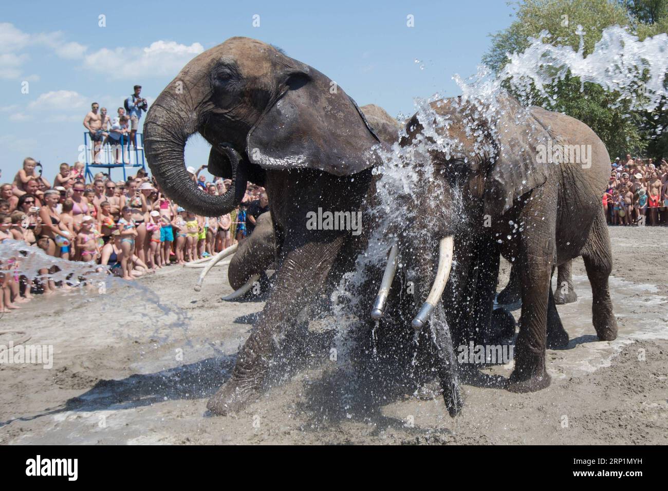(180715) -- BALATONLELLE, 15. Juli 2018 -- Elefanten des Ungarischen Nationalzirkus genießen eine kalte Dusche bei heißem Wetter während einer Aktivität zur Förderung der Zirkusnacht in Balatonlelle, Ungarn am 14. Juli 2018. ) (Jmmn) HUNGARY-BALATONLELLE-SUMMER-CIRCUS-ELEPHANT AttilaxVolgyi PUBLICATIONxNOTxINxCHN Stockfoto