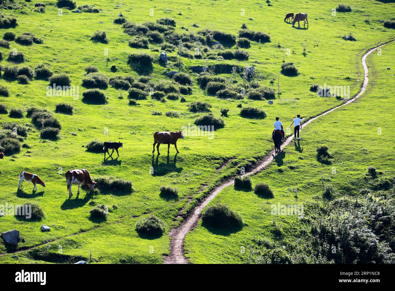 (180716) -- BIJIE, 16. Juli 2018 (Xinhua) -- Touristen reiten Pferde auf der Baicaoping Meadow im Weining County, südwestchinesische Provinz Guizhou, 15. Juli 2018. (Xinhua/He Huan) (hxy) CHINA-SUMMER VACATION-TOURISM (CN) PUBLICATIONxNOTxINxCHN Stockfoto