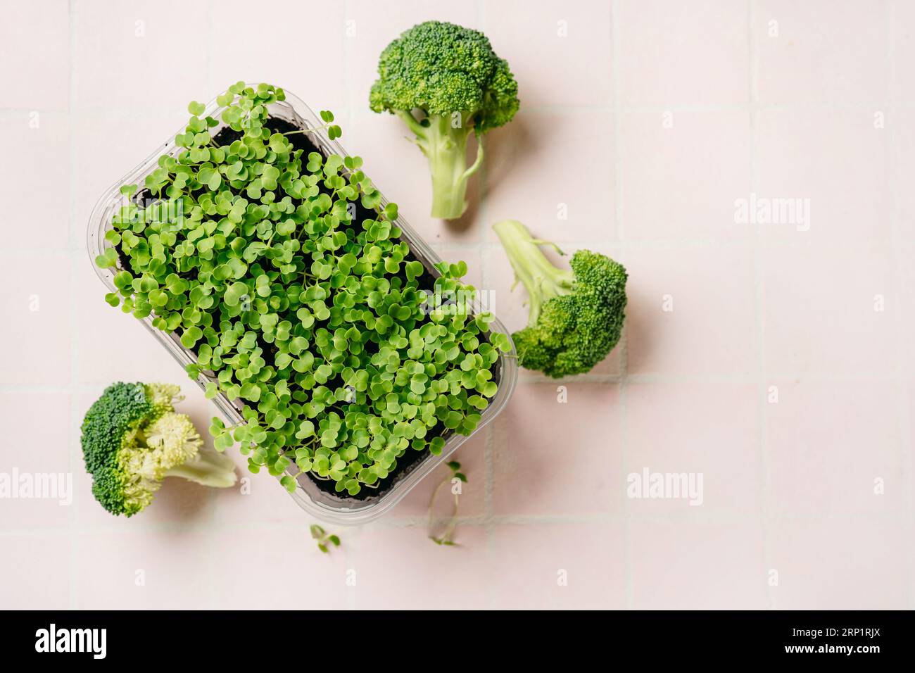 Brokkolisprossen und Kohl auf rosafarbenem Hintergrund. Reich an Phytochemikalien, Sulforaphan und Antioxidantien mit Krebs- und Entzündungshemmung Stockfoto