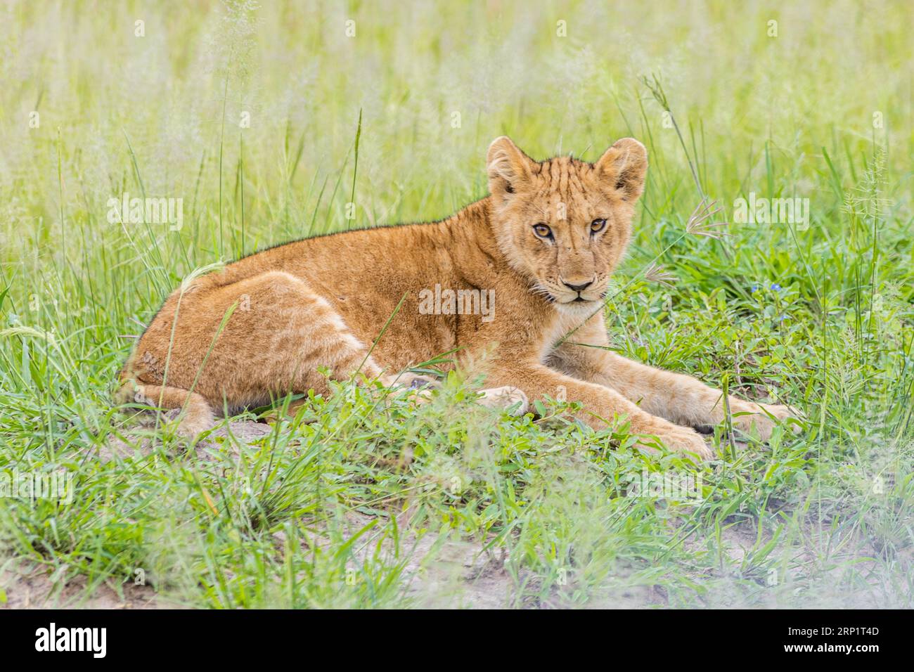 Ein junges Löwenjunges, das gemütlich in einem üppigen grünen Feld ruht Stockfoto