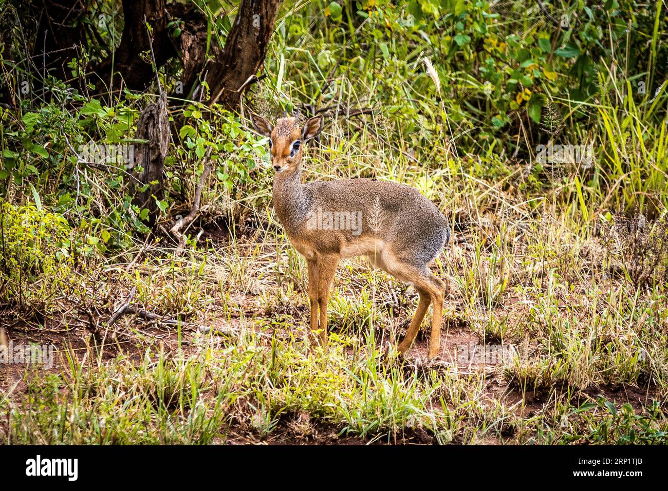 Eine Gunther-Dik-Antilope in einem ruhigen Wald, seine majestätische Präsenz erfüllt die Luft mit Grandeur Stockfoto