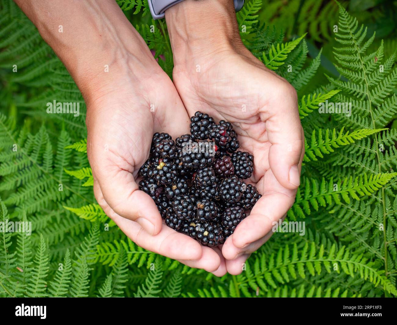 Frisch gepflückte wilde Brombeeren in weiblichen Händen. Frauenhände pflücken reife Brombeeren aus der Nähe Stockfoto