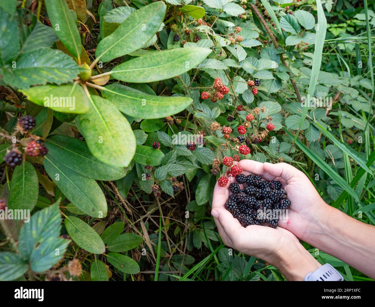 Brombeeren wachsen reifer Zweig natürliche Nahrung im Wald. Reife brombeerfrucht - Rubus fruticosus Zweig mit grünen Blättern Farm. Stockfoto