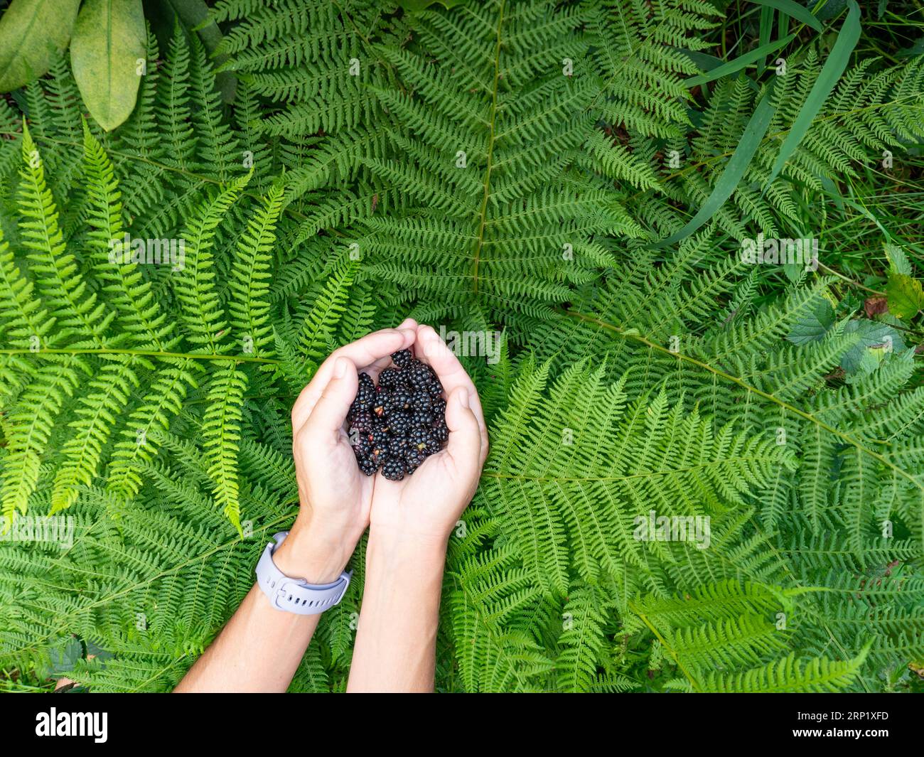Weibliche Hände halten frischen brombeerbaum. Mama hält Beeren in Farnblättern. Angebot mit frischen Beeren zum Pflücken. Stockfoto
