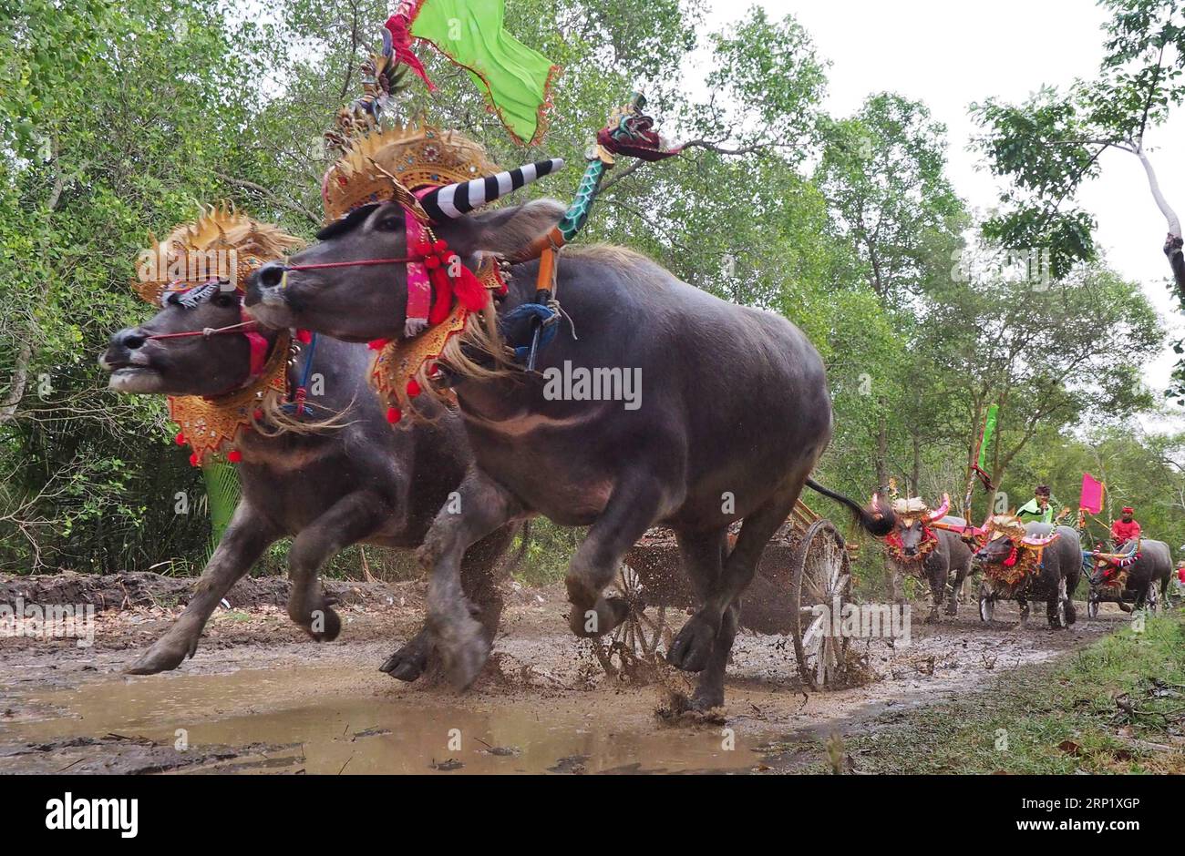 (180805) -- BALI, 5. August 2018 -- Jockeys spornen Büffel während der Makepung Büffelrennen in Jembrana, Bali, Indonesien, 5. August 2018. Makepung ist eine Tradition für Landwirte, um eine Stoßernte auf Bali zu feiern. ) (wtc) INDONESIEN-BALI-BUFFALO-RENNEN MonstarxSimanjuntak PUBLICATIONxNOTxINxCHN Stockfoto