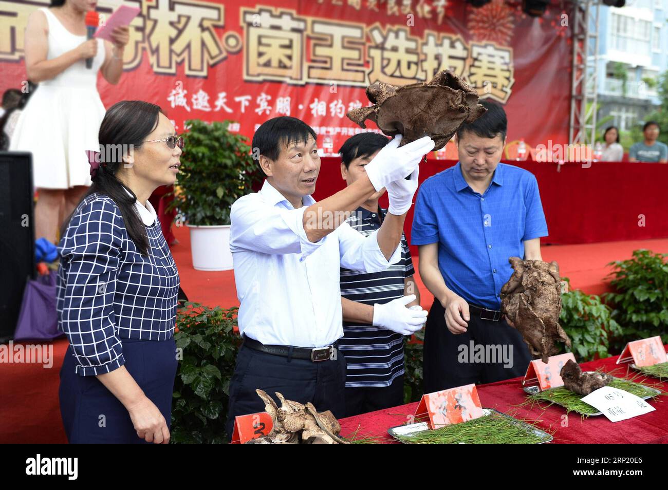 (180809) -- KUNMING, 9. August 2018 (Xinhua) -- Ein Richter bewertet Tigerpalmenpilze in einem Pilzkönigswettbewerb, der am 8. August 2018 im Nanhua County, Provinz Yunnan im Südwesten Chinas, stattfand. Das 15. Nanhua Wildpilzfestival fand am 8. August im Nanhua County statt. (Xinhua/Xie Ziyi) CHINA-YUNNAN-WILDPILZFESTIVAL (CN) PUBLICATIONxNOTxINxCHN Stockfoto