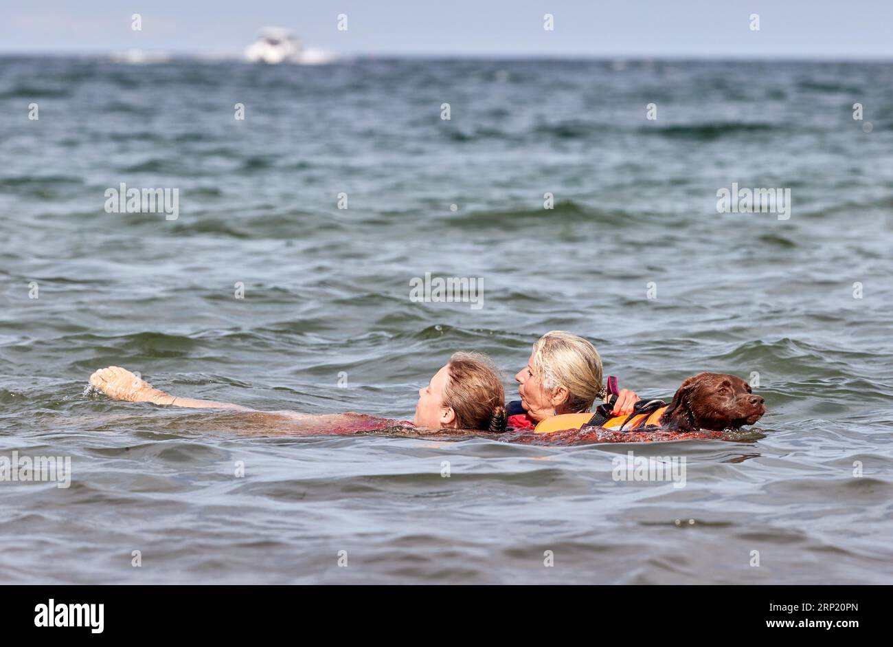 PRODUKTION - 24. August 2023, Schleswig-Holstein, Travemünde: Verena Ehret (l), Rettungsschwimmerin der Ortsgruppe Reichertshofen in Bayern, Ulrike Strauß-Kowalski, Wasserrettungshundehandlerin und Labradorhund Nala, ein ausgebildeter Wasserrettungshund, schwimmen bei einer Übung in der Nähe der Wasserrettungsstation Priwall in der Ostsee. Ehret lässt sich von Strauß-Kowalski als verlorene Person im Wasser retten, während der fünfjährige Hund dabei hilft, die beiden durch das Wasser zu ziehen. Foto: Georg Wendt/dpa Stockfoto