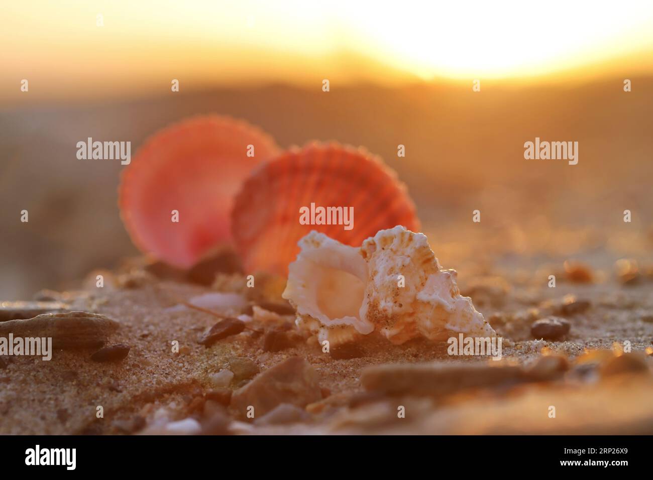 Muschel am Strand Stockfoto