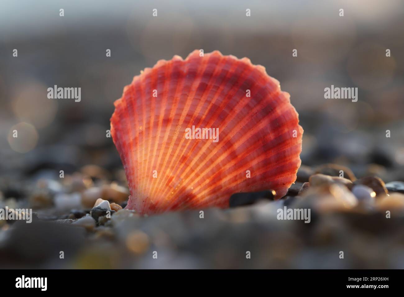 Muschel am Strand Stockfoto