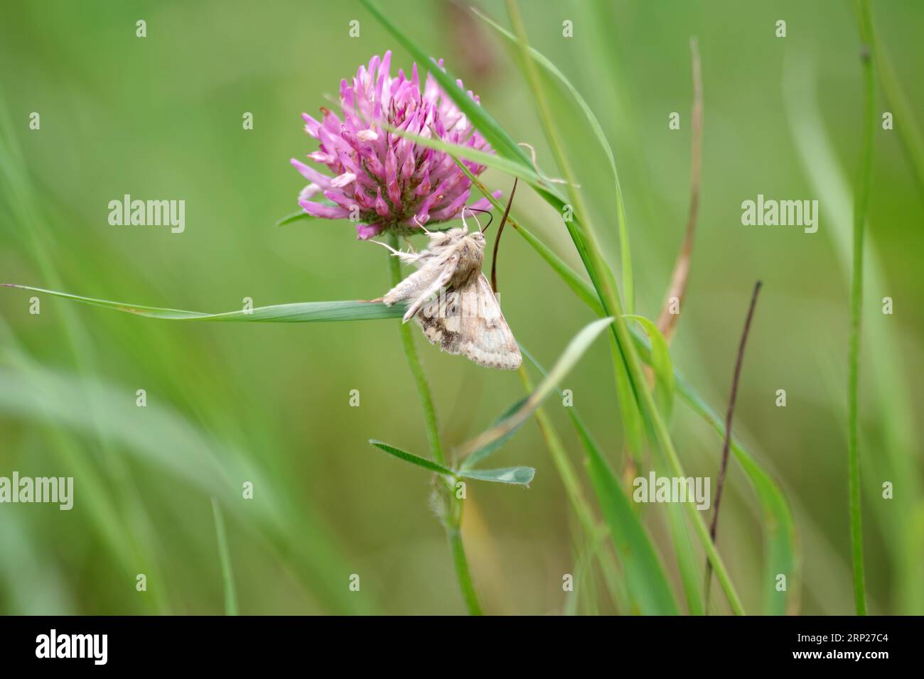 Marmorklee (Heliothis viriplaca), Schmetterling, Motte, Wanderfalter, Wiesenkleber, Gras, Natur, Deutschland, Nahaufnahme einer Cardoon Sun Owl in der Stockfoto