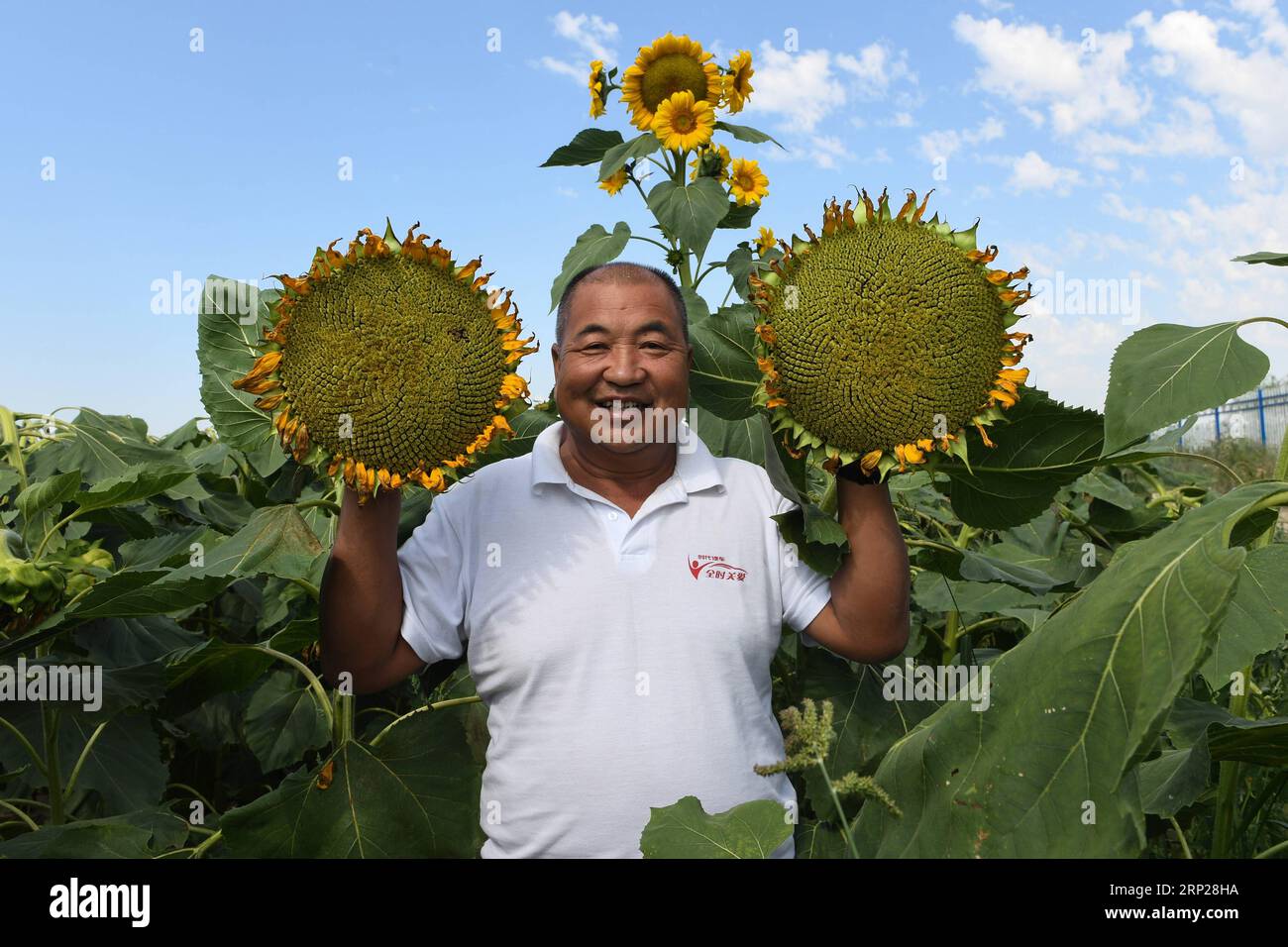 (180824) -- WUYUAN, 24. August 2018 -- Farmer Zhang Zhonggui posiert für Fotos auf seinem Sonnenblumenfeld im Wuyuan County, Nordchinas Autonome Region Innere Mongolei, 23. August 2018. Die Behörden des Bezirks Wuyuan haben die industrielle Modernisierung lokaler Sonnenblumensaatunternehmen beschleunigt, indem sie exportorientierte Unternehmen und standardisierte Anpflanzungen gefördert haben. Die lokalen Sonnenblumenkerne werden heute auf Märkten in Europa, Nordamerika und dem Nahen Osten verkauft. ) (lmm) CHINA-INNER MONGOLIA-AGRICULTURE-EXPORT (CN) LiuxLei PUBLICATIONxNOTxINxCHN Stockfoto