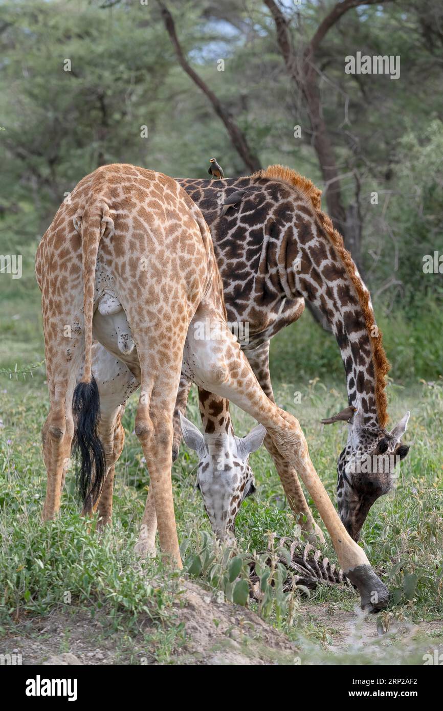 Masai Giraffe (Giraffa tippelskirchi), 2 Tiere untersuchen ein Skelett, Stiere, Rotschnabelochsen (Buphagus erythrorhynchus), Ndutu Conservation Area Stockfoto