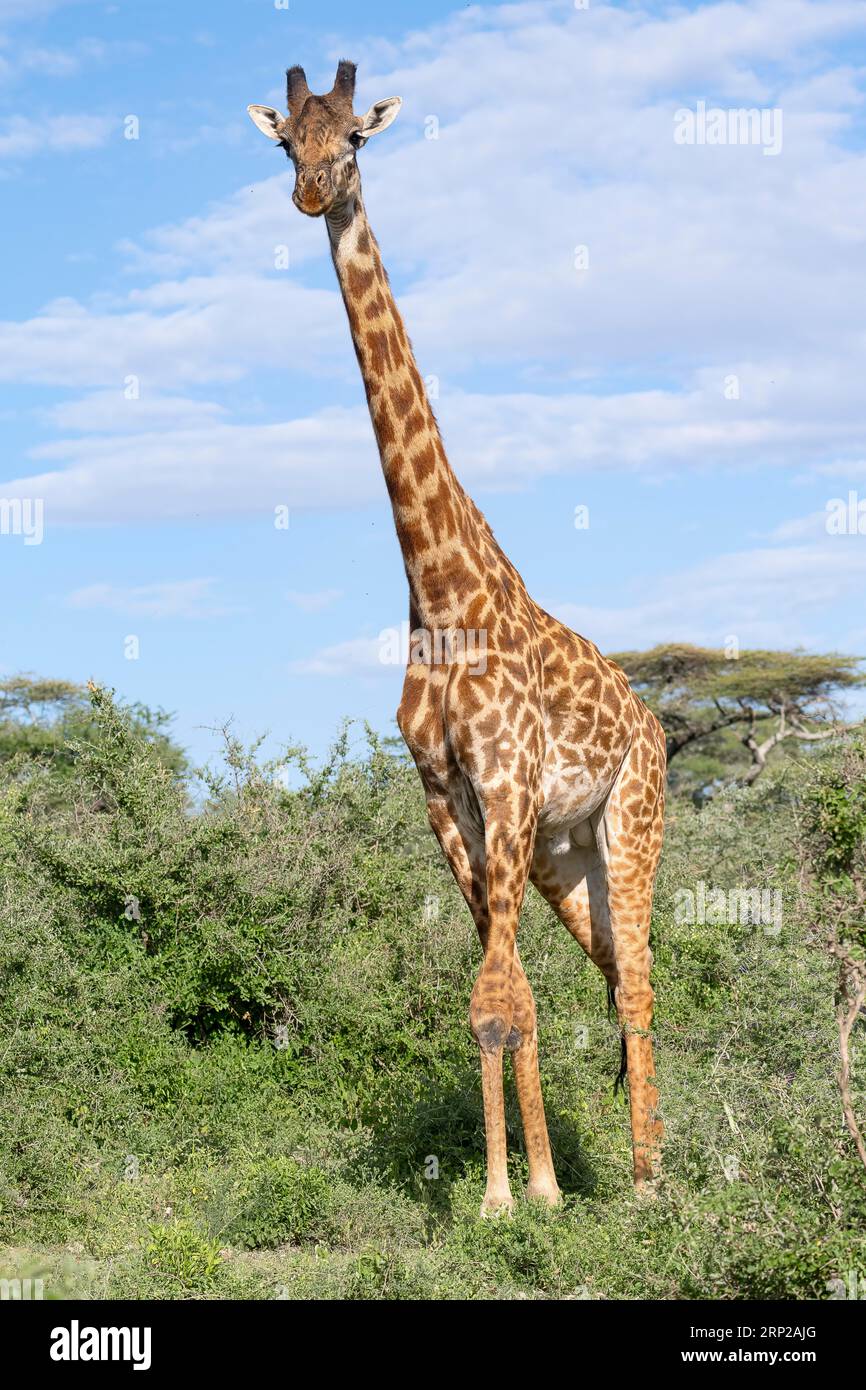 Masai Giraffe (Giraffa tippelskirchi), Bulle, Ndutu Conservation Area, Tansania Stockfoto