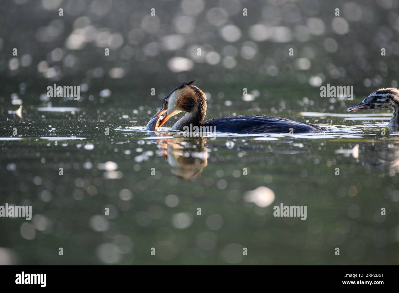 Der Serpentine Swimming Club im Hyde Park, London, UK, hat geschlossen, obwohl die Temperaturen in dieser Woche voraussichtlich in die Höhe schießen werden. Insbesondere Blaualgen können giftig sein und für Enten tödlich sein. Der Club sagt: Blaue Grüne Algenproben zeigen, dass die Konzentration im Serpentin laut WHO-Klassifizierung „HOCH“ ist. Diese Ergebnisse zeigen, dass ein hohes Risiko für die Gesundheit besteht. Deshalb hören wir auf zu schwimmen, bis wir einen niedrigeren BGA-Wert haben. Stockfoto