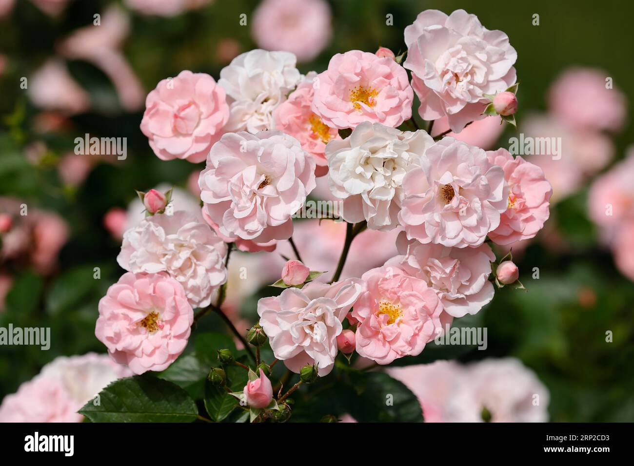 Zarte rosa Rose (Rosa) Blüten, Rosenblüte, Deutschland Stockfoto