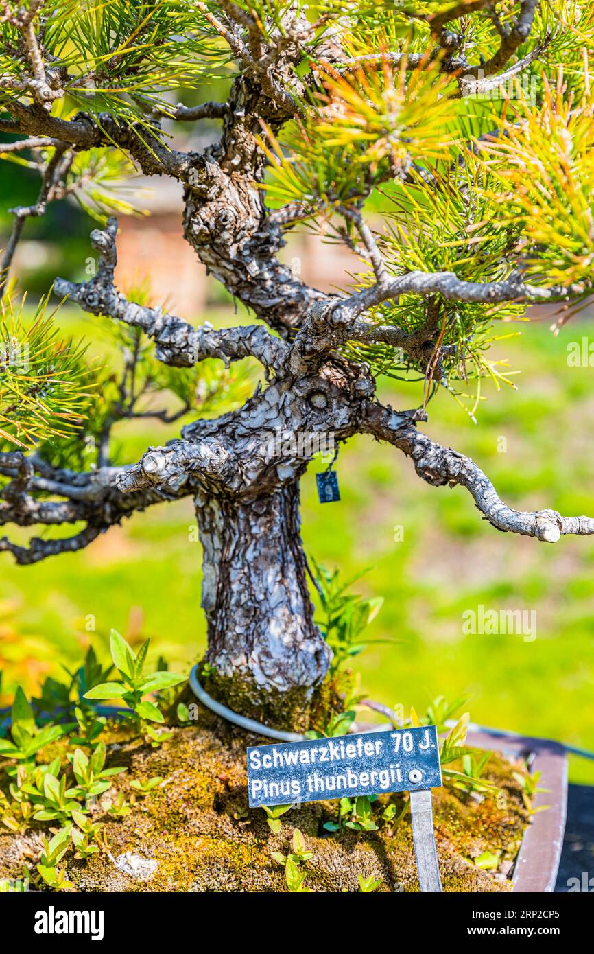 70 Jahre alte schwarze Miniatur-Kiefer (Pinus thunbergii), Botanischer Garten, Wien, Österreich Stockfoto