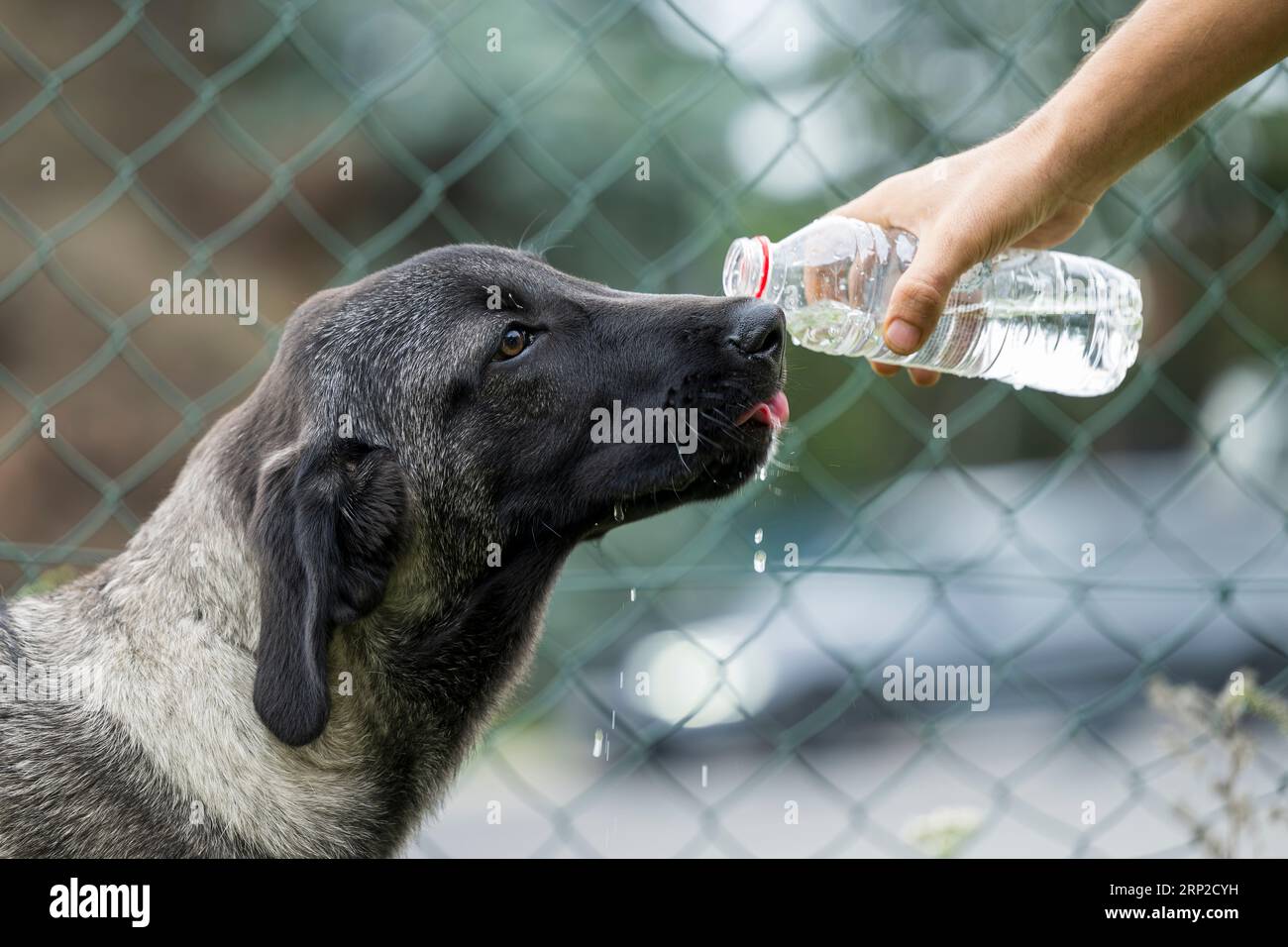 Ein türkischer Schäferhund trinkt Wasser aus einer Flasche. Stockfoto