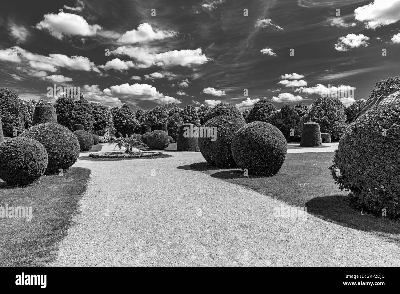 Trapezförmige und kugelförmige Büsche (Buxus sempervirens), schwarz-weiße Fotografie, Schlosspark Schönbrunn, Wien, Österreich Stockfoto