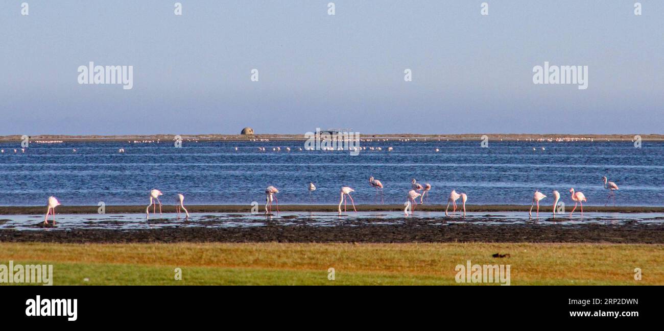 (180831) -- PEKING, 31. August 2018 -- Flamingos bleiben in der Lagune in Walvisbay, Hafenstadt Namibia am 5. August 2018. ) (lrz) AFRIKA-BLICK-LANDSCHAFT WuxChangwei PUBLICATIONxNOTxINxCHN Stockfoto