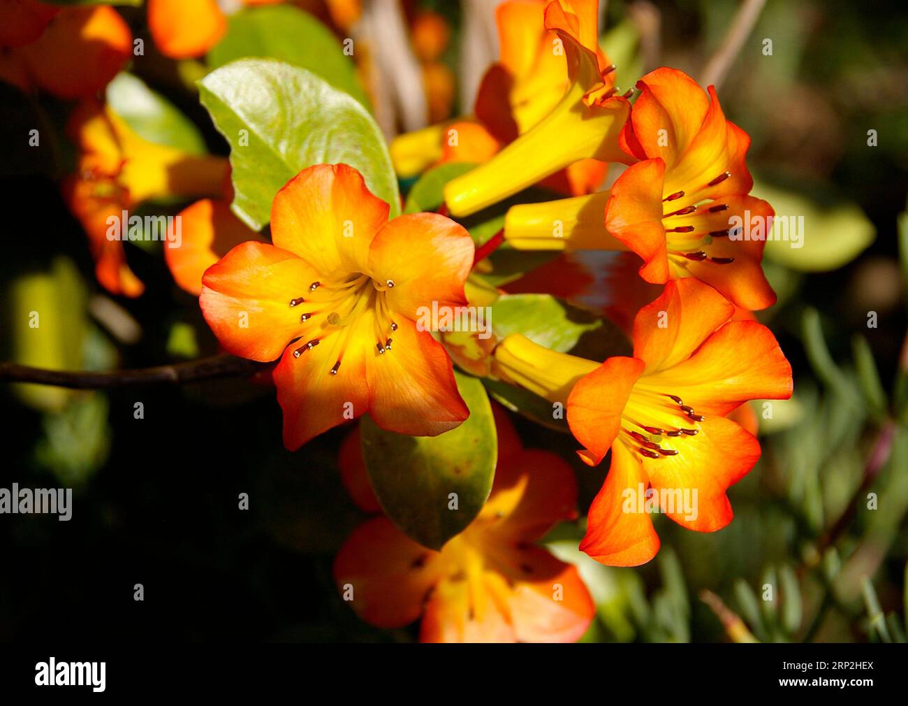Gruppe hellgelber und oranger Blüten des Rhododendron-Busches von Vireya im subtropischen australischen Garten, Queensland. Strauch ist in Südostasien beheimatet. Stockfoto