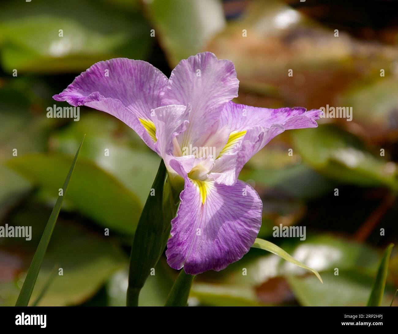 Blasses Flieder und Gelbwasser Iris (Louisiana Iris, amerikanische SumpfIris), die in nassem Boden neben einem Gartenteich im australischen Garten wächst. Stockfoto