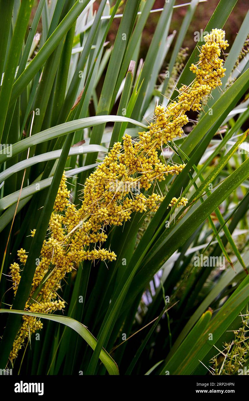 Australische Lomandra longifolia (Basket Grass, Spiny-Head Mat-Rush) gelbe Blüten und grüne grasähnliche Blätter zur Erosionskontrolle, Queensland. Stockfoto