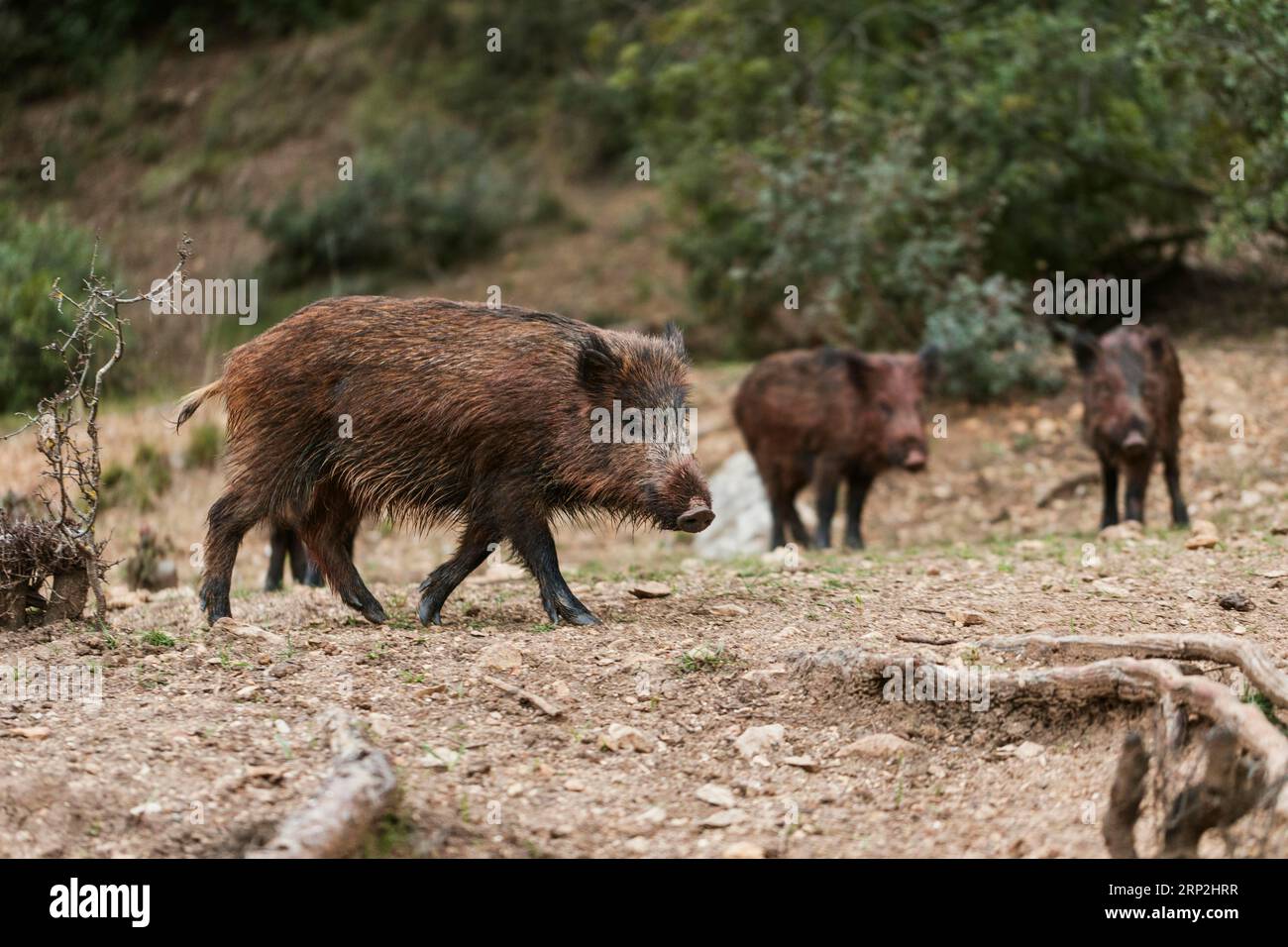 Wildschweine Natur Stockfoto