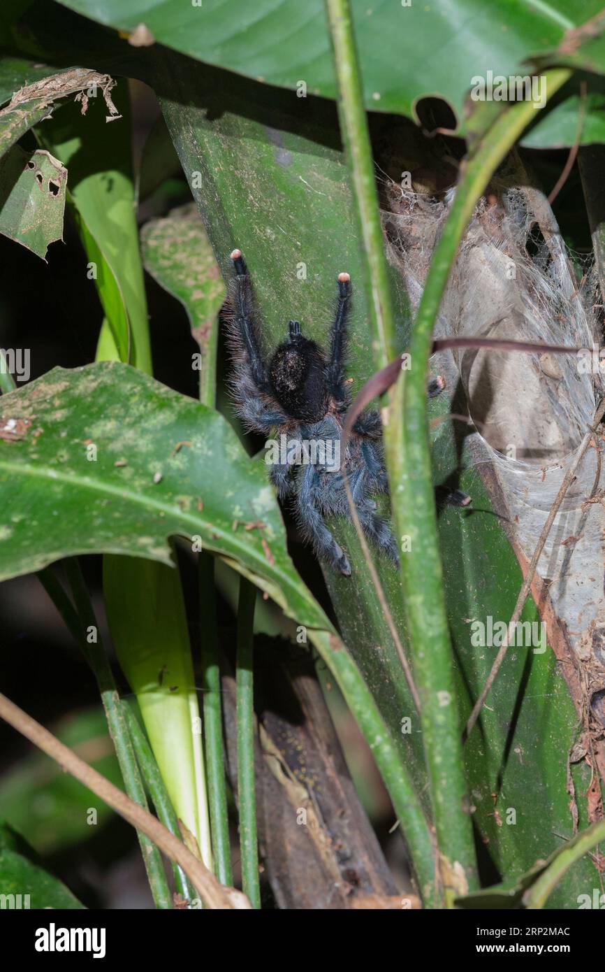 Amazonaspinke Zehenspinne Avicularia juruensis, ausgewachsener Rüde, der neben dem Trichternetz ruht, Inkaterra Reserva Amazonica, Peru, Mai Stockfoto