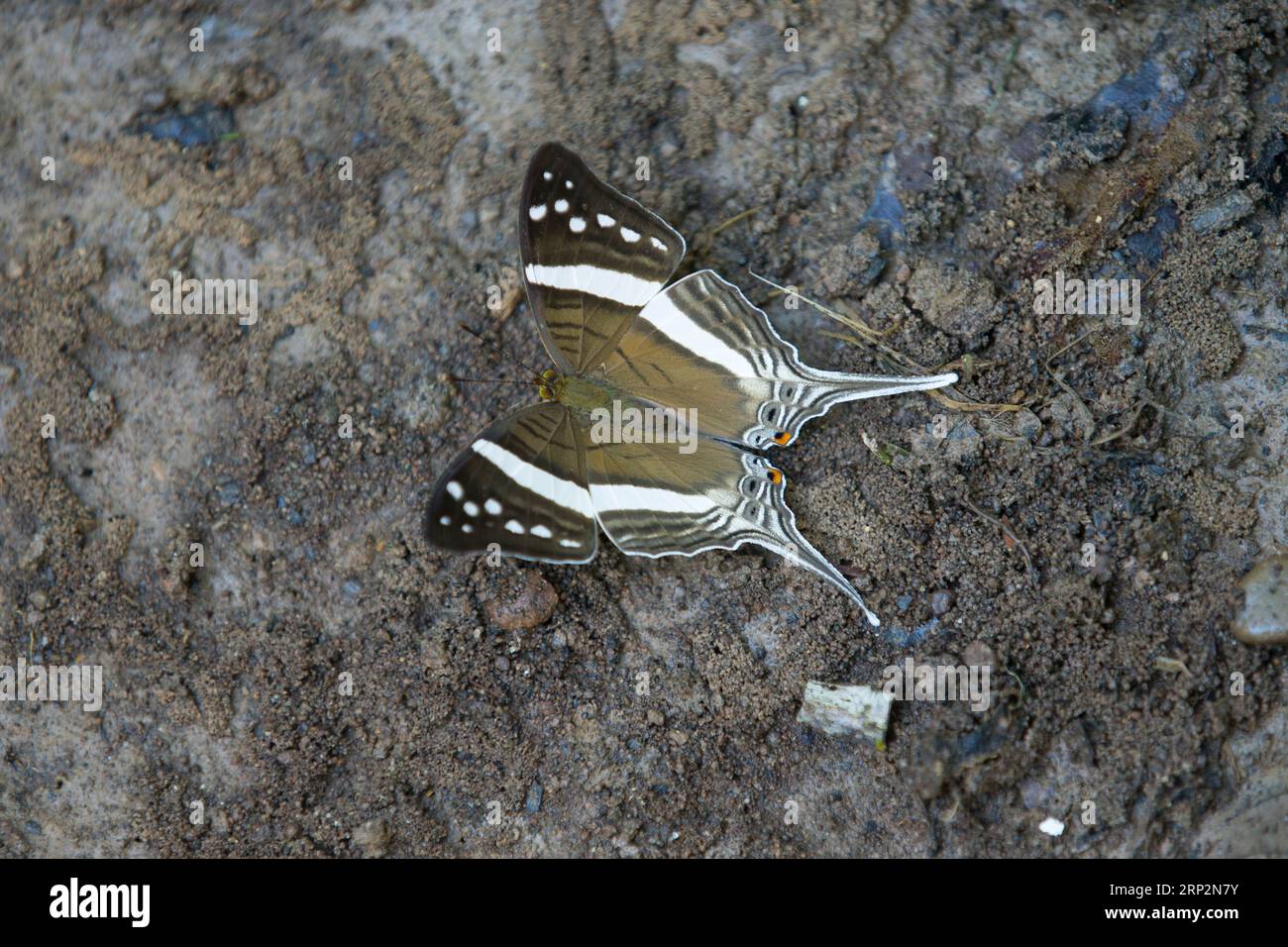 Crethon Daggerwing Marpesia crethon, Imago at Mineral Leck, Tambopata National Reserve, Peru, Mai Stockfoto