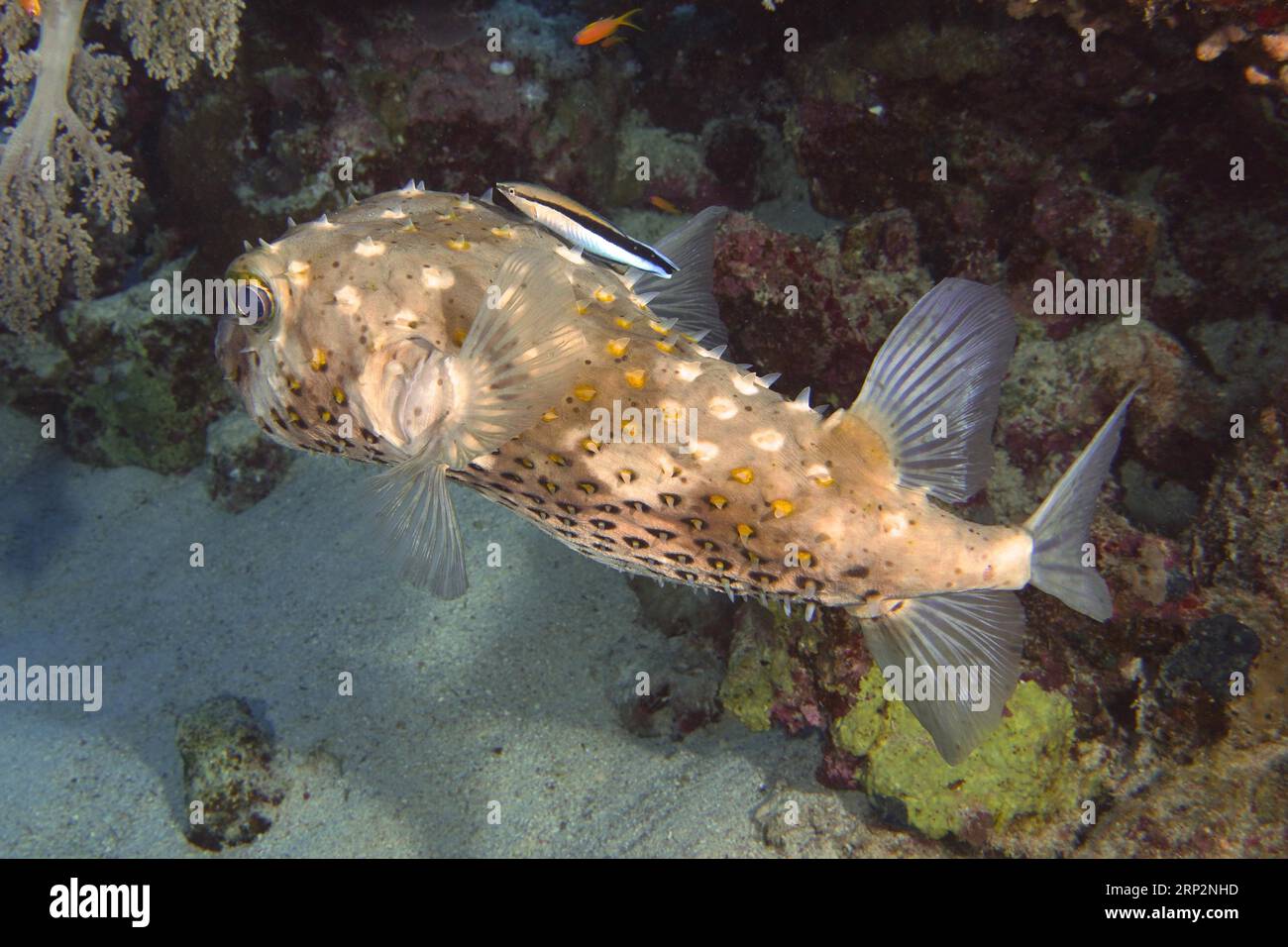 Spotbase Burrfish (Cyclichthys spilostylus) an sauberer Station, mit saubereren Fischen, Tauchplatz House Reef, Mangrove Bay, El Quesir, Rotes Meer, Ägypten Stockfoto