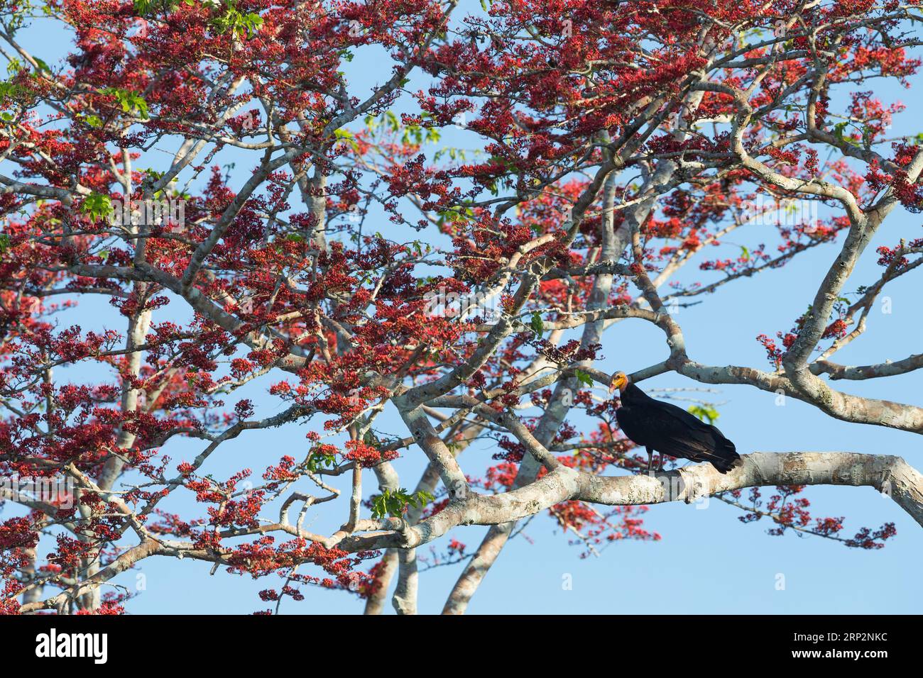 Großgelbkopfgeier Cathartes melambrotus, Erwachsener, der in Baumkronen thront, Inkaterra Reserva Amazonica, Puerto Maldonado, Peru, Mai Stockfoto