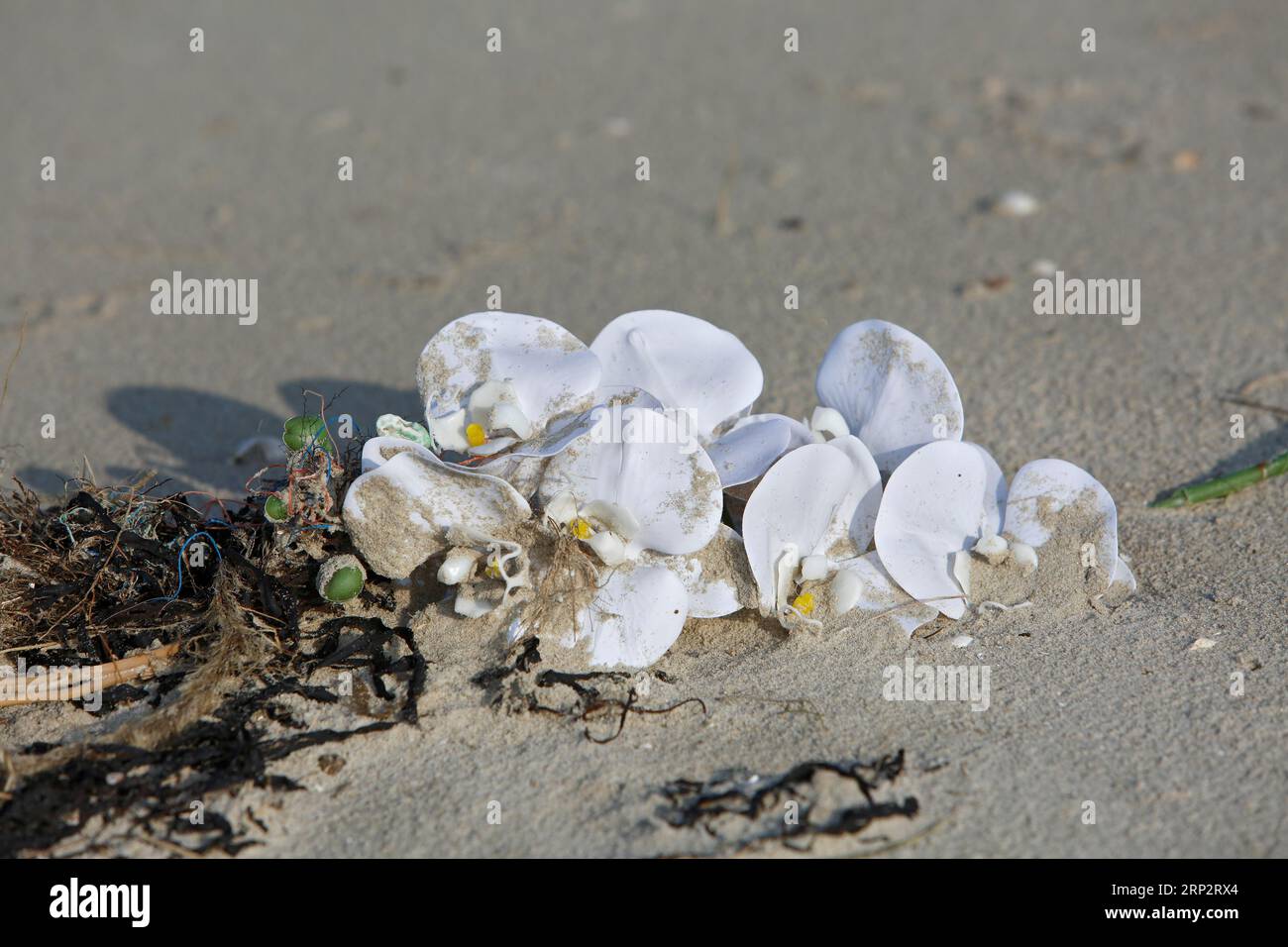 Am Strand angespülte Meeresmüll, menschliche Auswirkungen auf das Meeresökosystem, Schnüre und Plastik, Minsener Oog, Niedersachsen, Deutschland Stockfoto