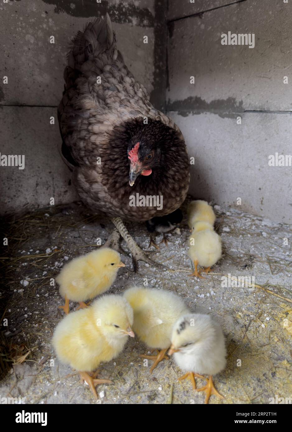 Mutterhuhn und neugeborene Küken. Hobbykoop. Stockfoto