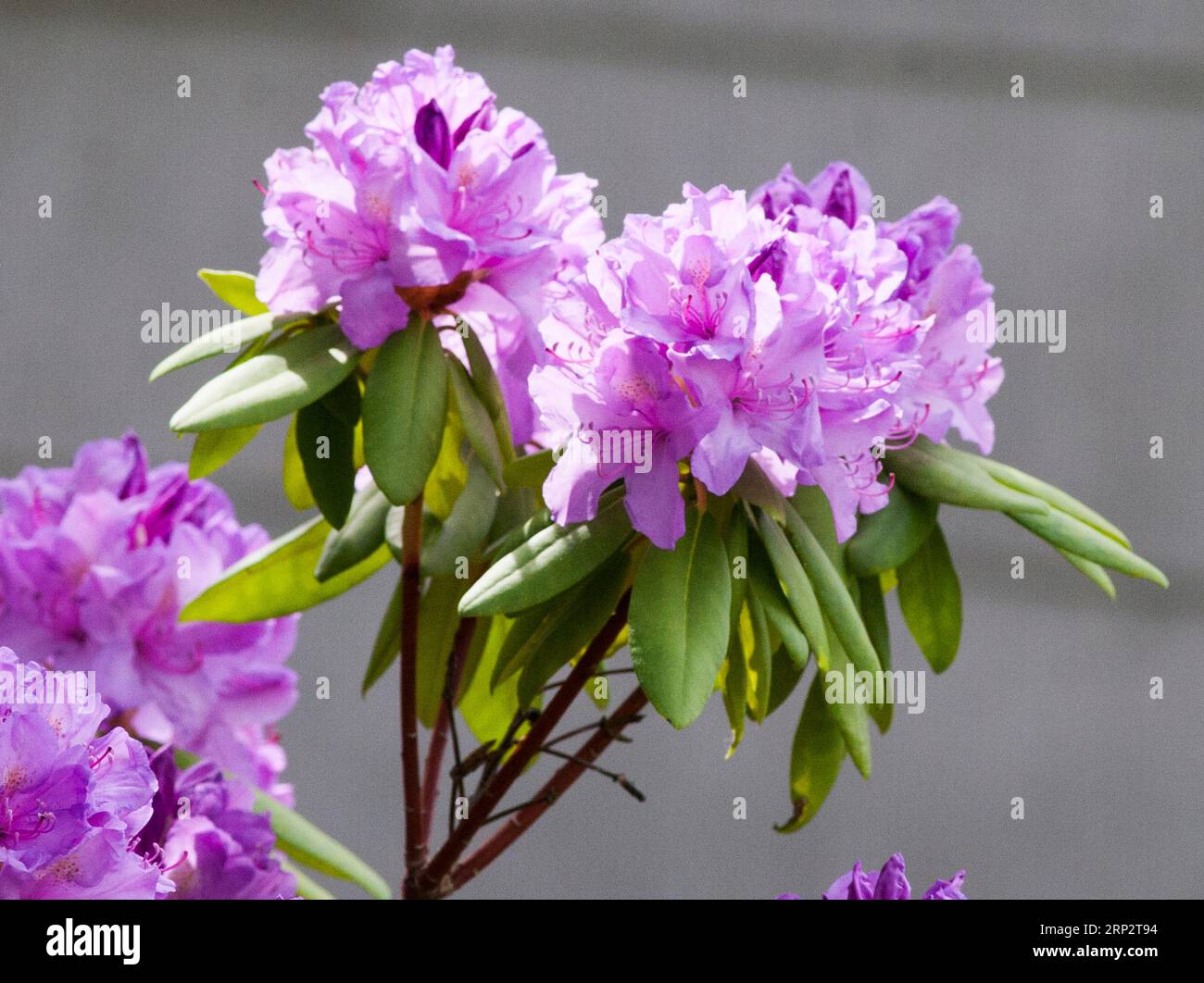RHODODENDRON Blomming im Garten Stockfoto