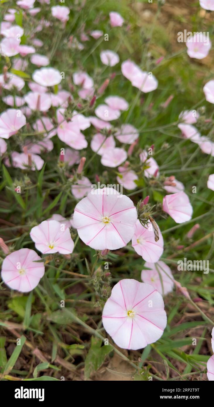 Vertikales Panorama von rosa Wildblumen Stockfoto